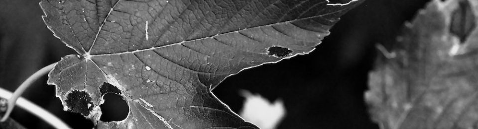 Black and White Picture of a Dying Leaf